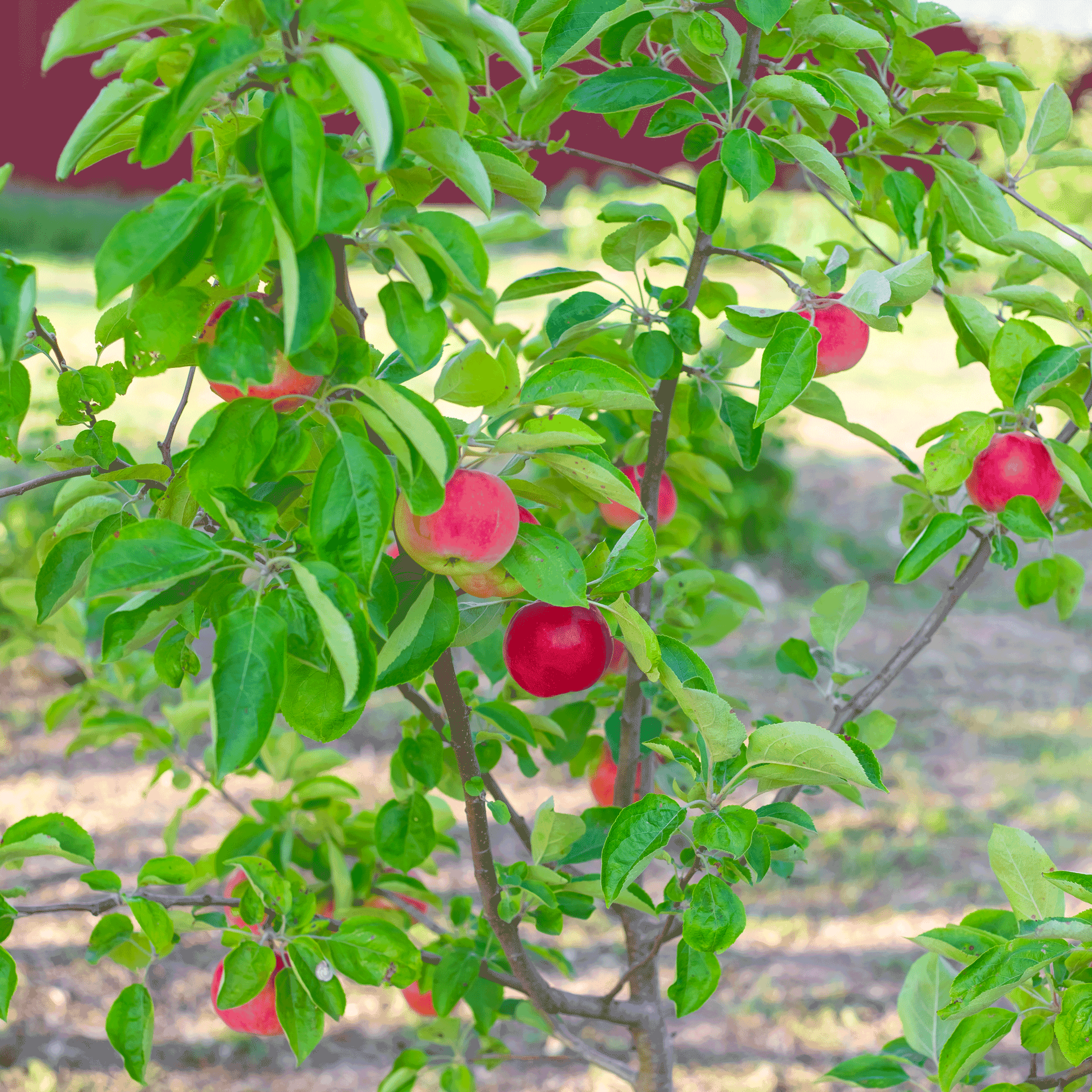 Apple Tree Simple Apple Trees | The Sill