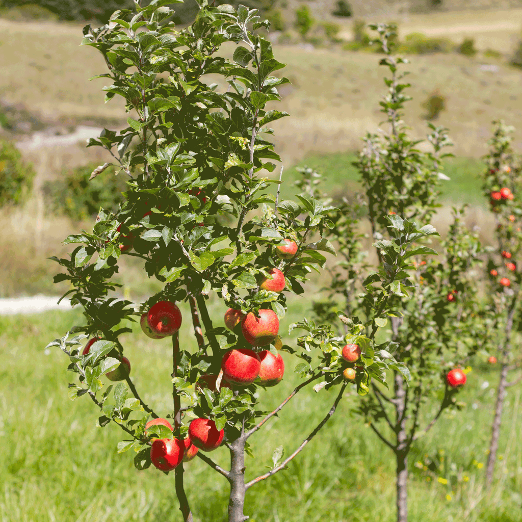 Apple Tree