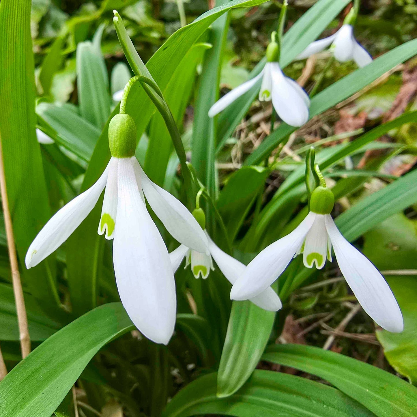 Snowdrops
