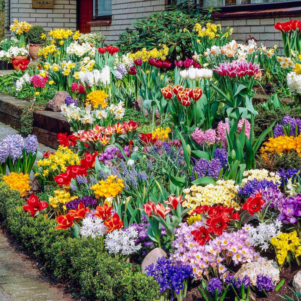 Spring Garden Bulb Collection