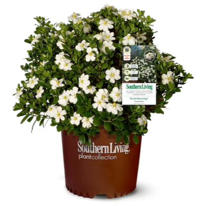 ScentAmazing Gardenia in container