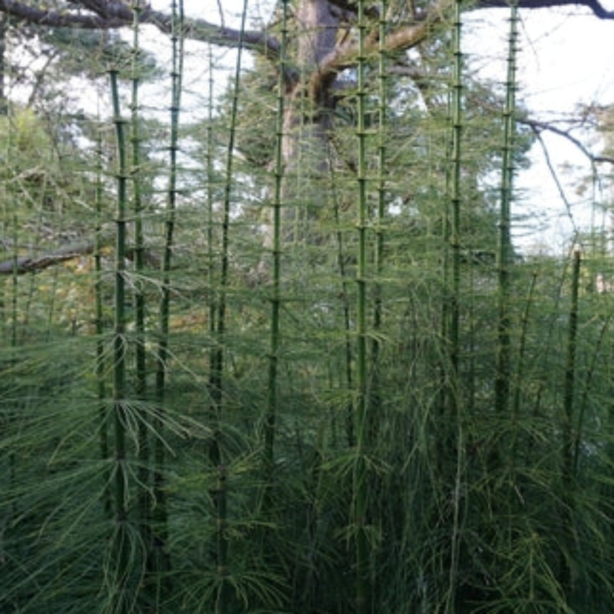 Large Ree Identification Giant Horsetail Reed | The Sill