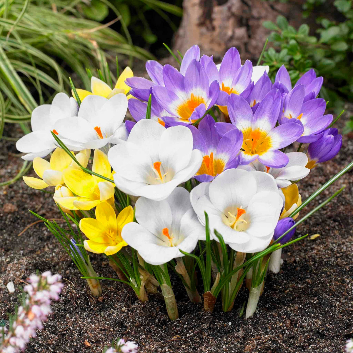 Giant Crocus for Naturalizing