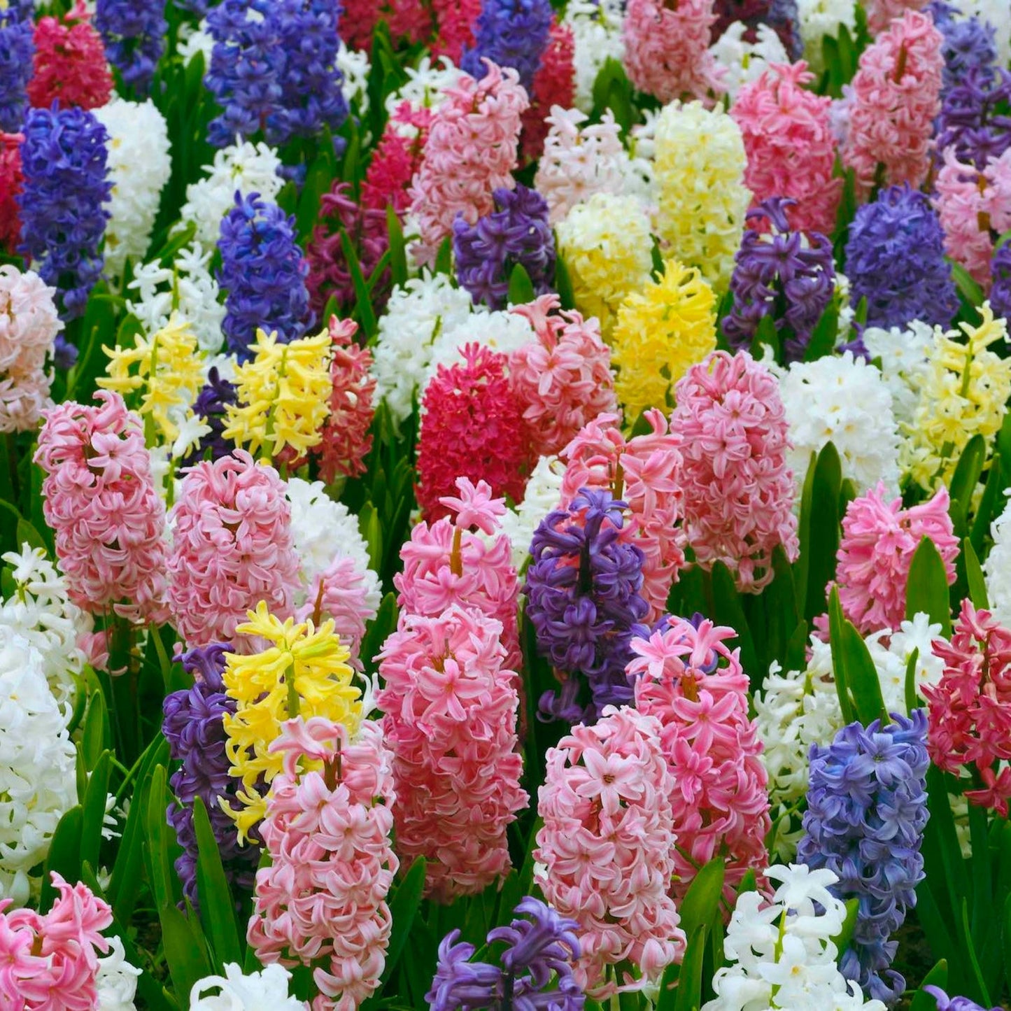 Giant Hyacinth Mixture