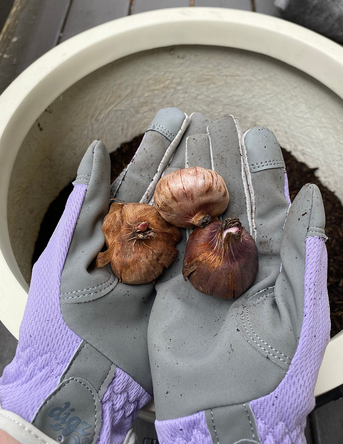 Peacock Orchid Flower Bulbs