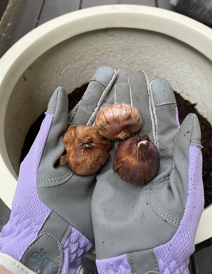 Peacock Orchid Flower Bulbs