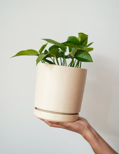 Isabella Ceramic Planter