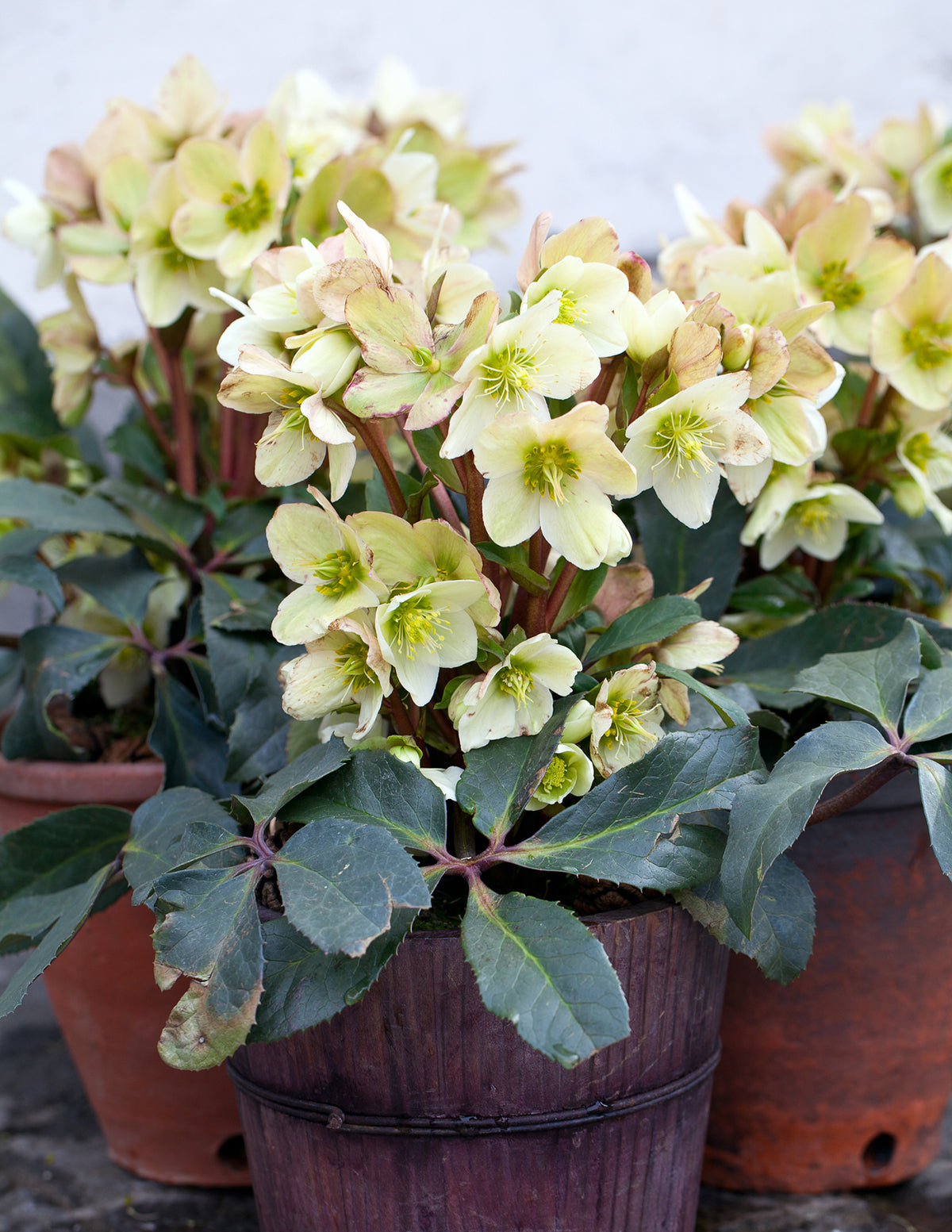 Ivory Prince Hellebore