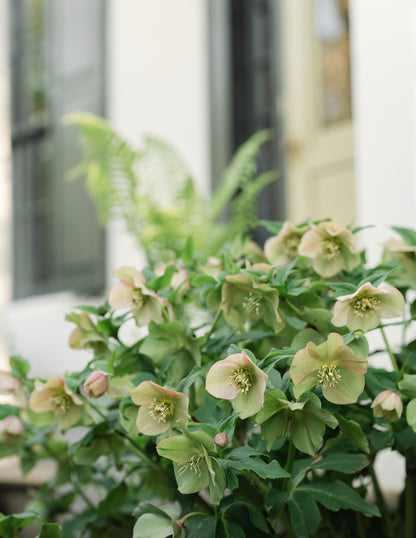 Ivory Prince Hellebore
