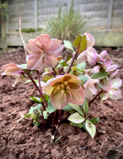 Ivory Prince Hellebore