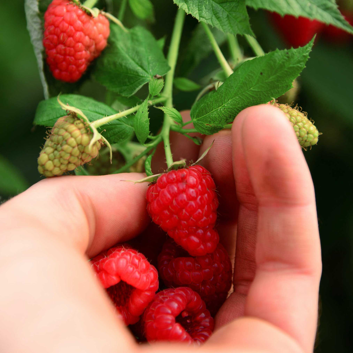 Regium Fruit Raspberry Heritage Raspberry | The Sill