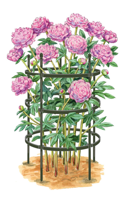 Titan Peony Supports, Set of 2