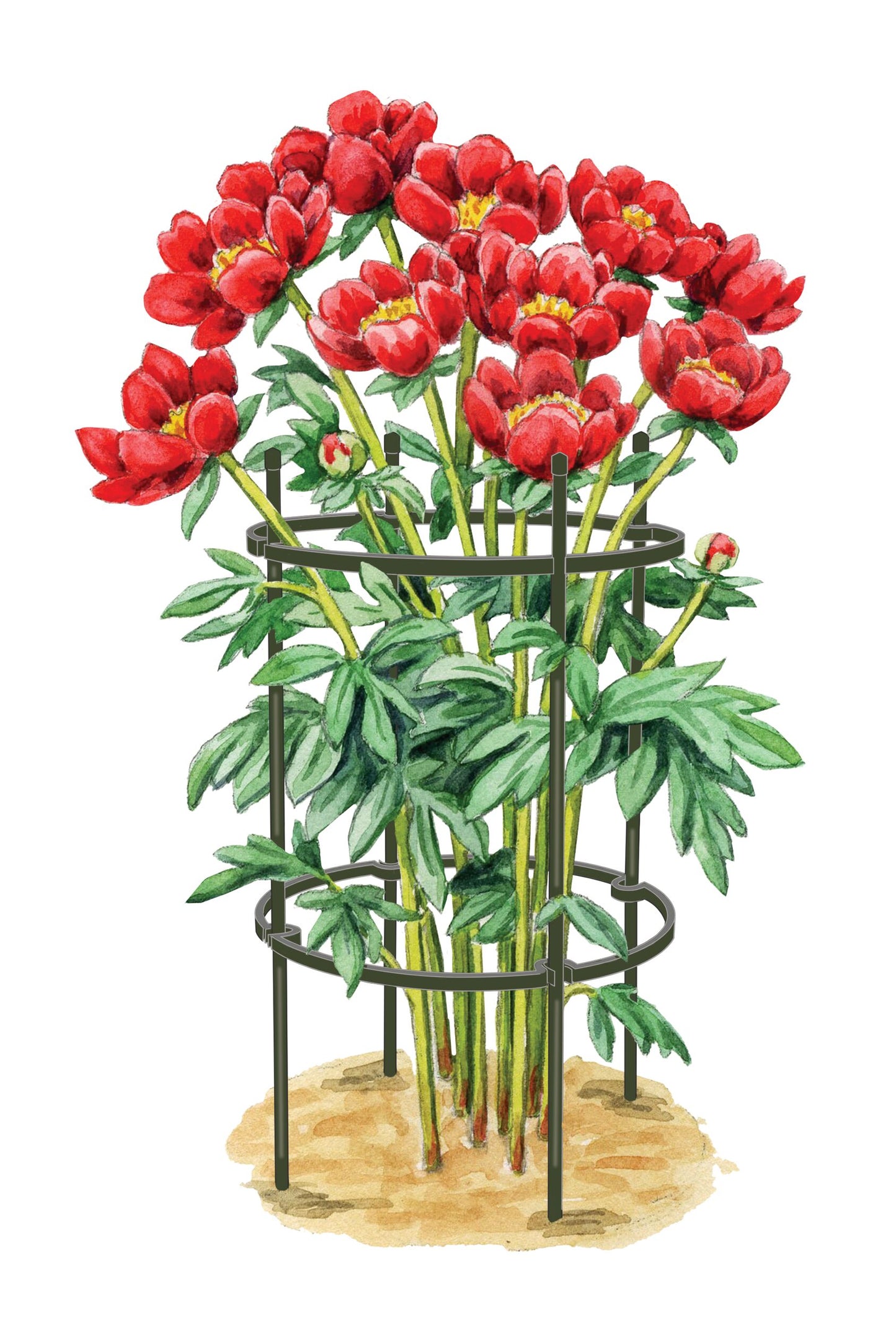 Titan Peony Supports, Set of 2