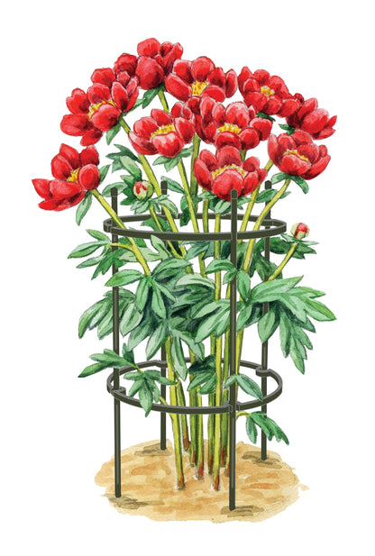 Titan Peony Supports, Set of 2