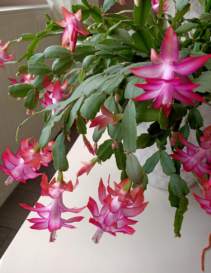 Christmas Cactus