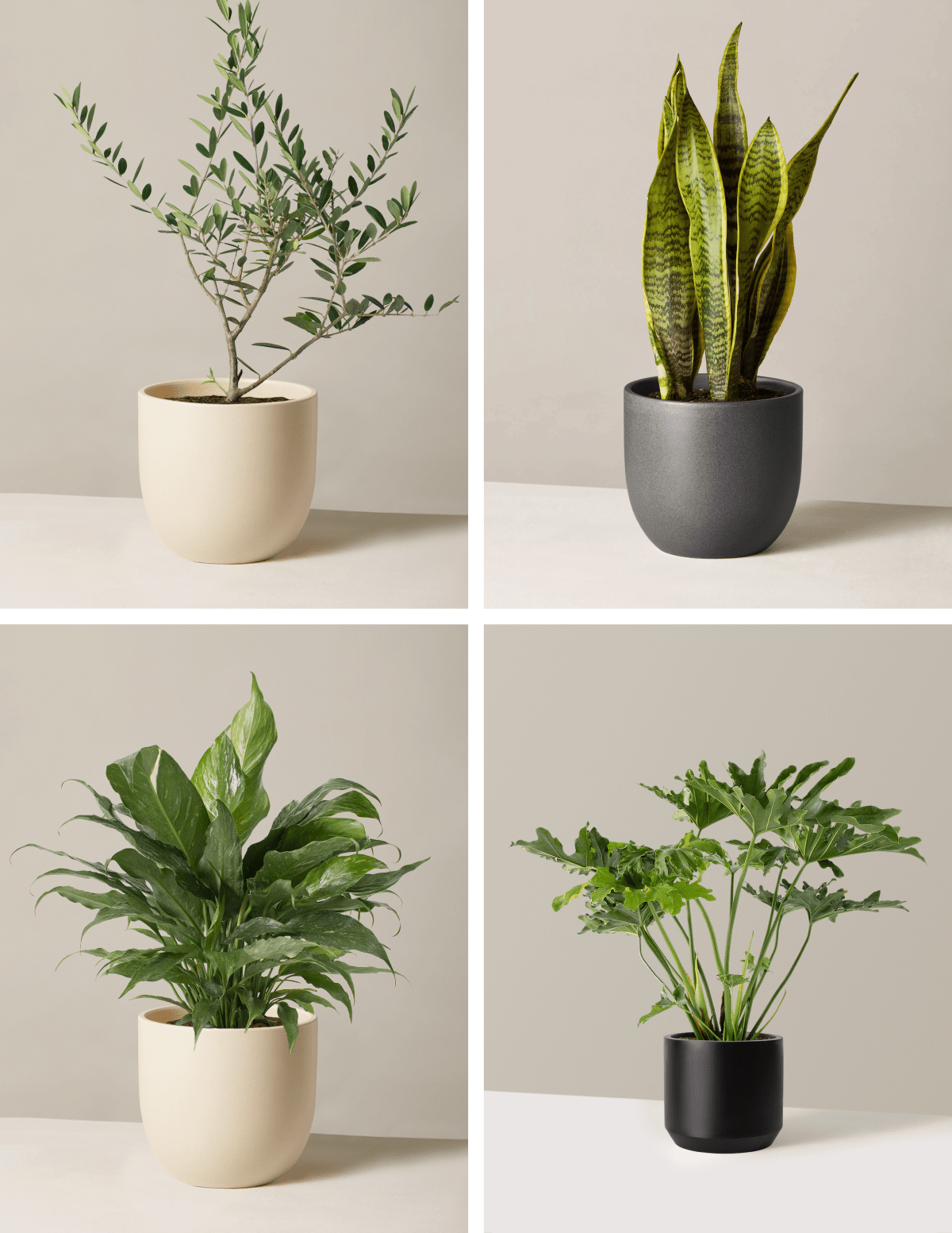 Hope Garden Houseplant Bundle
