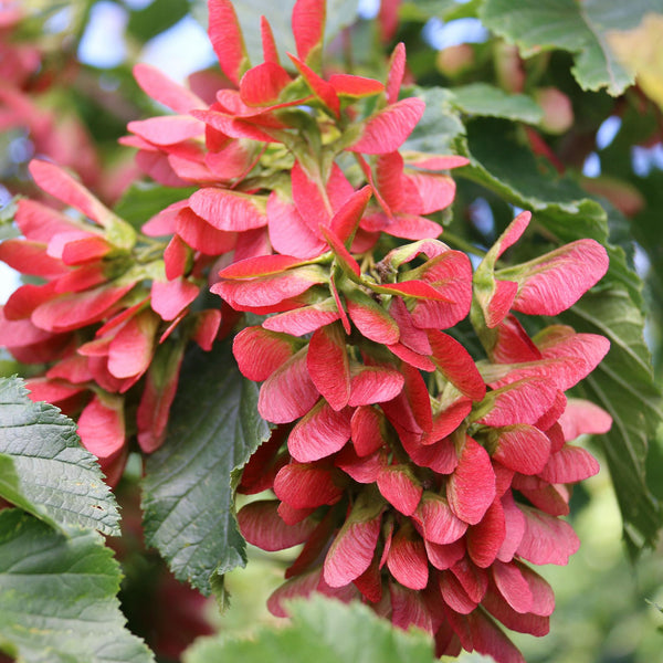 Hot-Wings-Maple-samaras-21-
