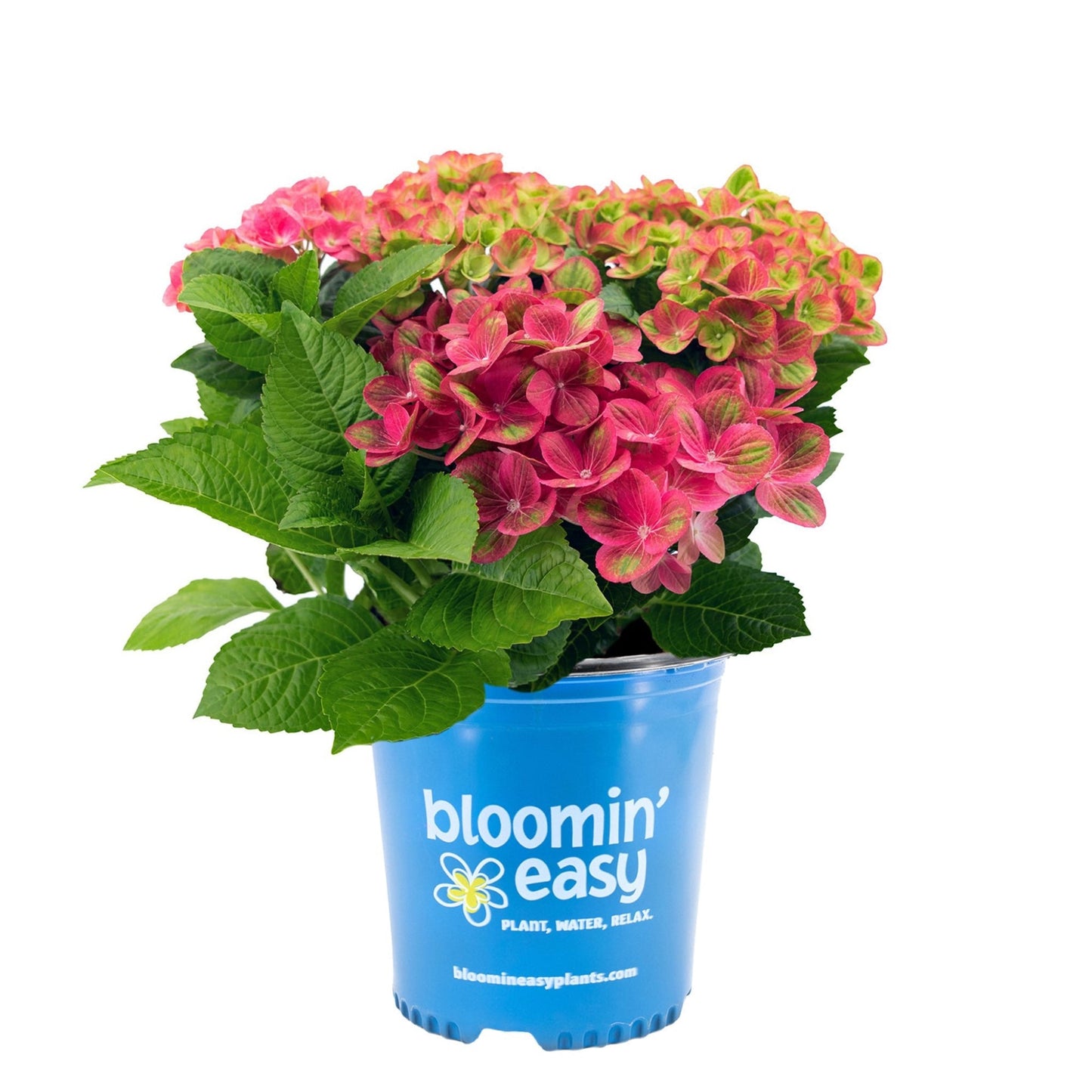 Tilt-A-Swirl® Hydrangea