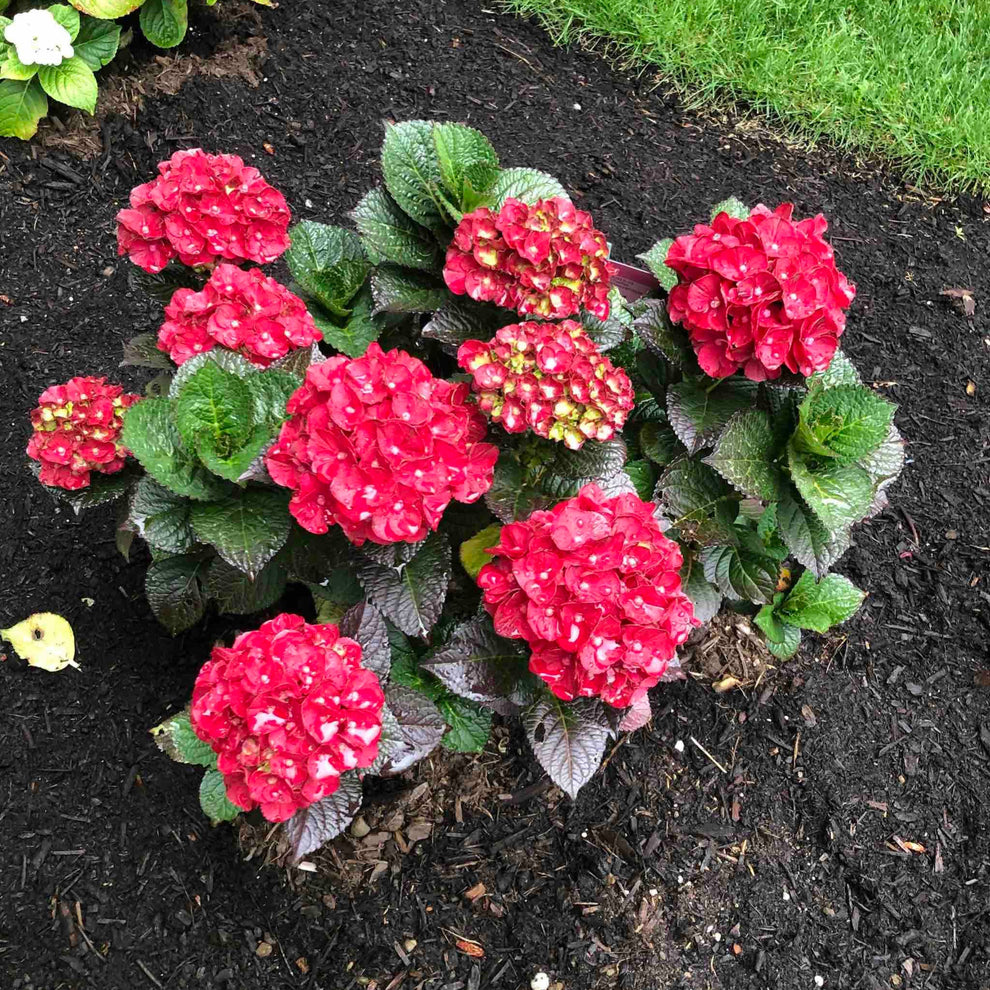 Cherry-Go-Round® Hydrangea | The Sill