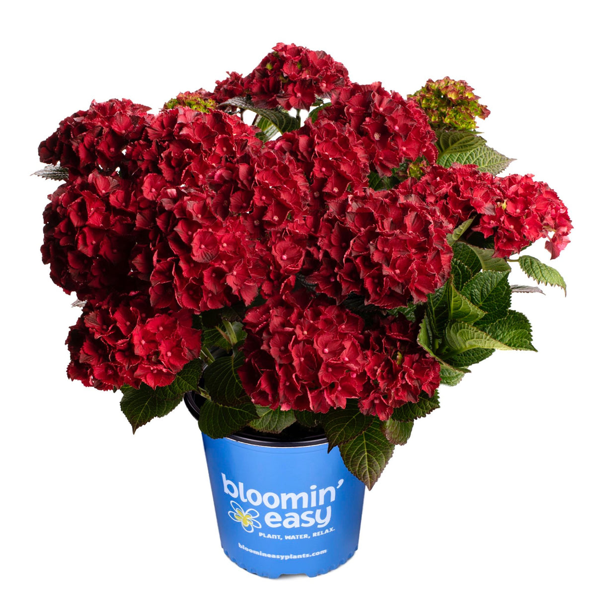 Cherry-Go-Round® Reblooming Hydrangea