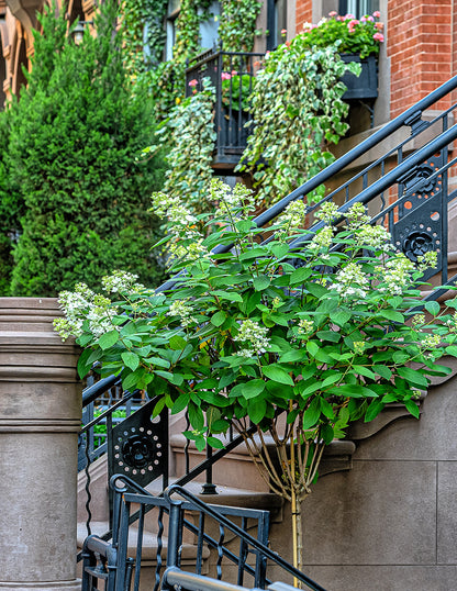 Quick Fire® Hydrangea Tree