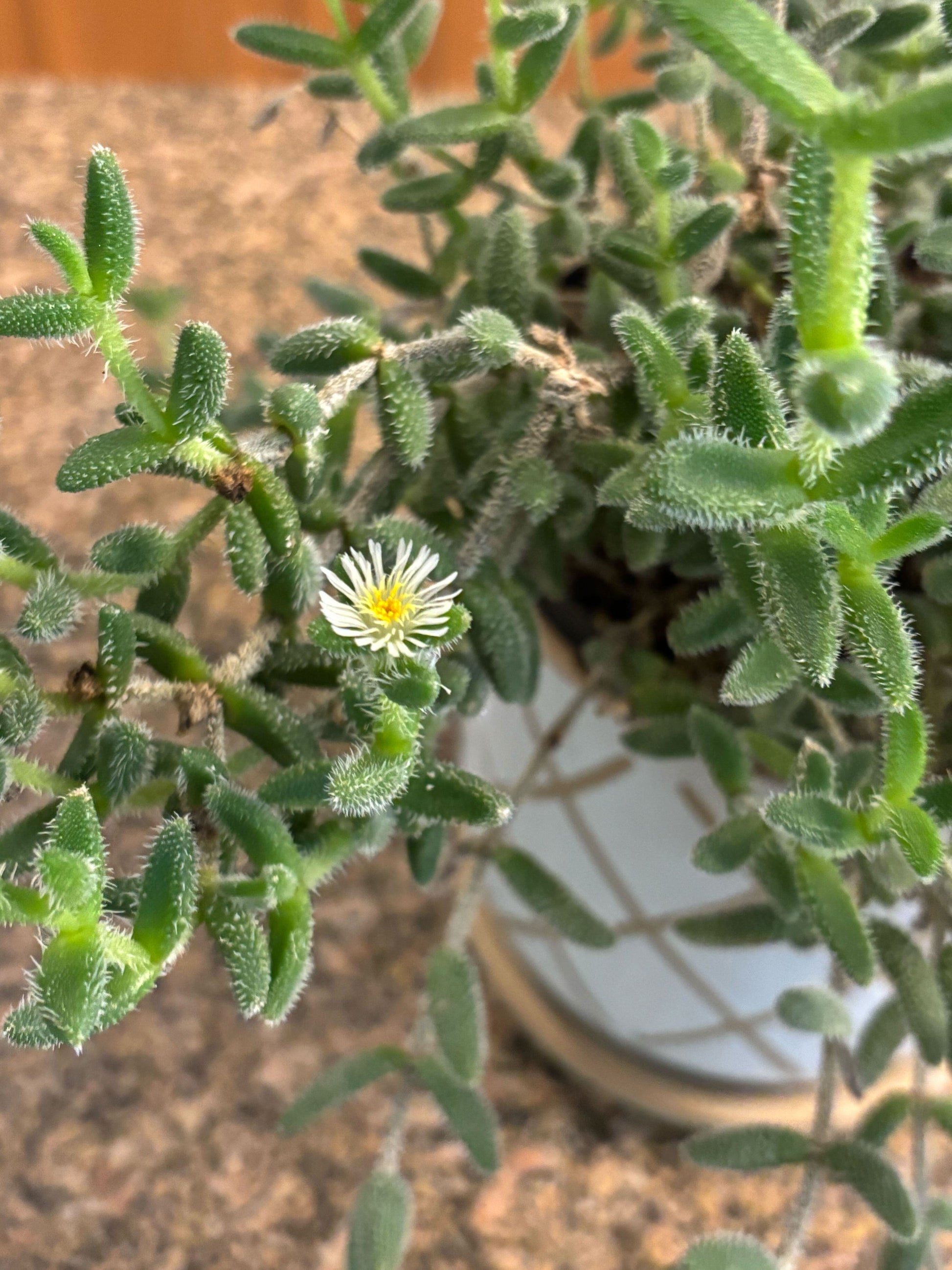 pickle plant succulent flower Pickle Plant | Unique Plants for Delivery