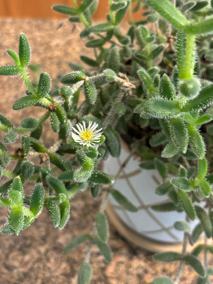 Pickle Plant