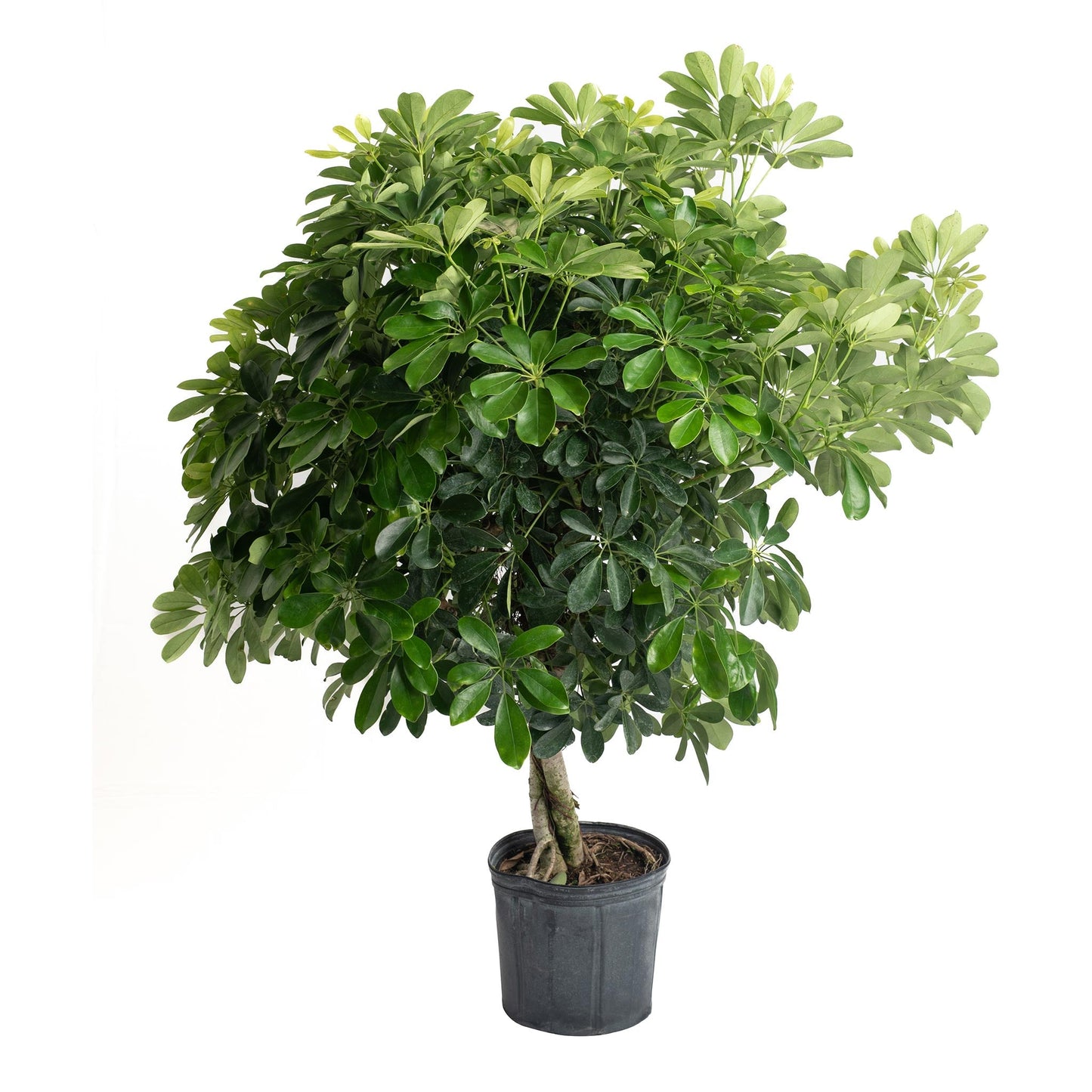Schefflera Tree