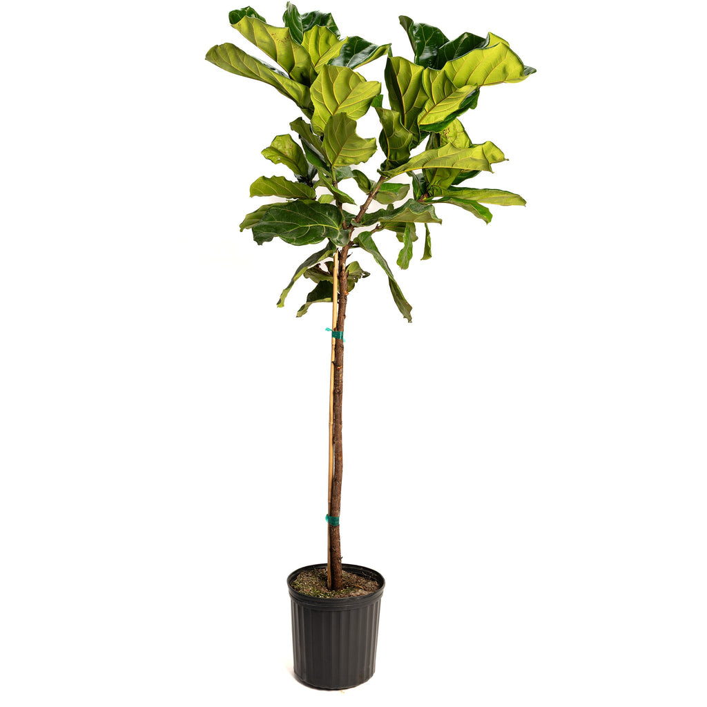 Fiddle Leaf Fig
