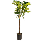 Fiddle Leaf Fig