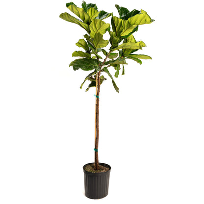 Fiddle Leaf Fig