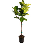 Fiddle Leaf Fig