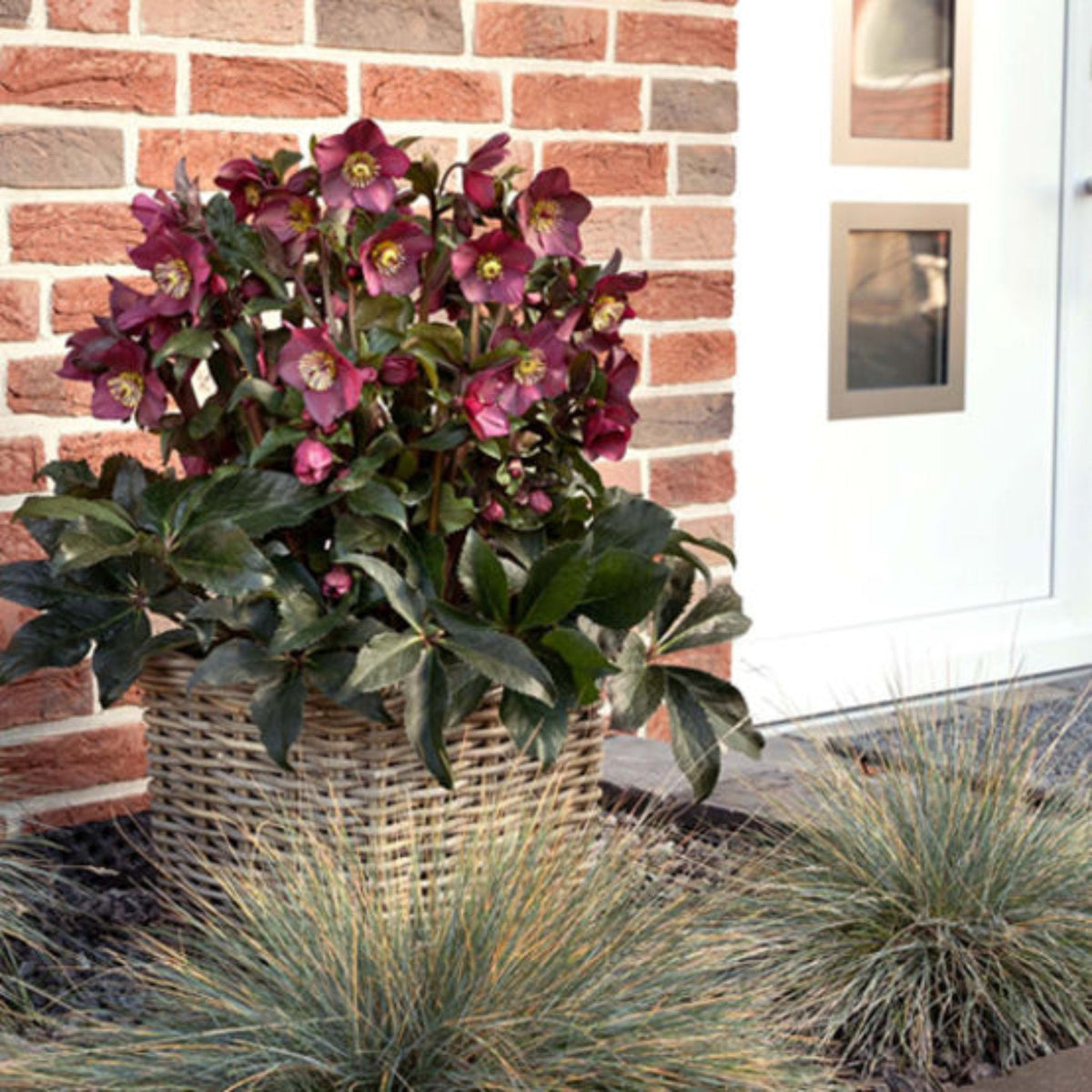 Ice N' Roses Red Helleborus 