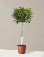 bundle | 4-5 ft. | Grow Pot