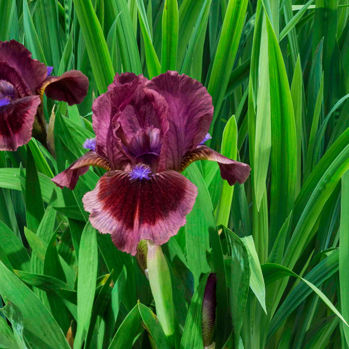 Cat's Eye Dwarf Bearded Iris