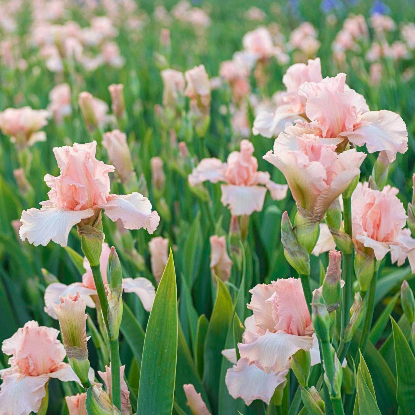 Beverly Sills Reblooming Bearded Iris