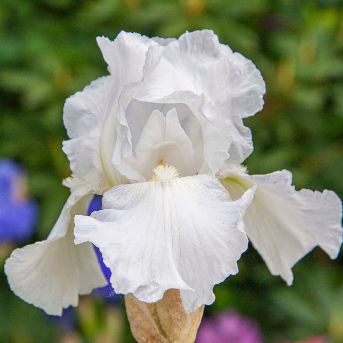 Immortality Reblooming Bearded Iris