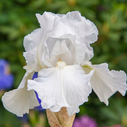 Immortality Reblooming Bearded Iris