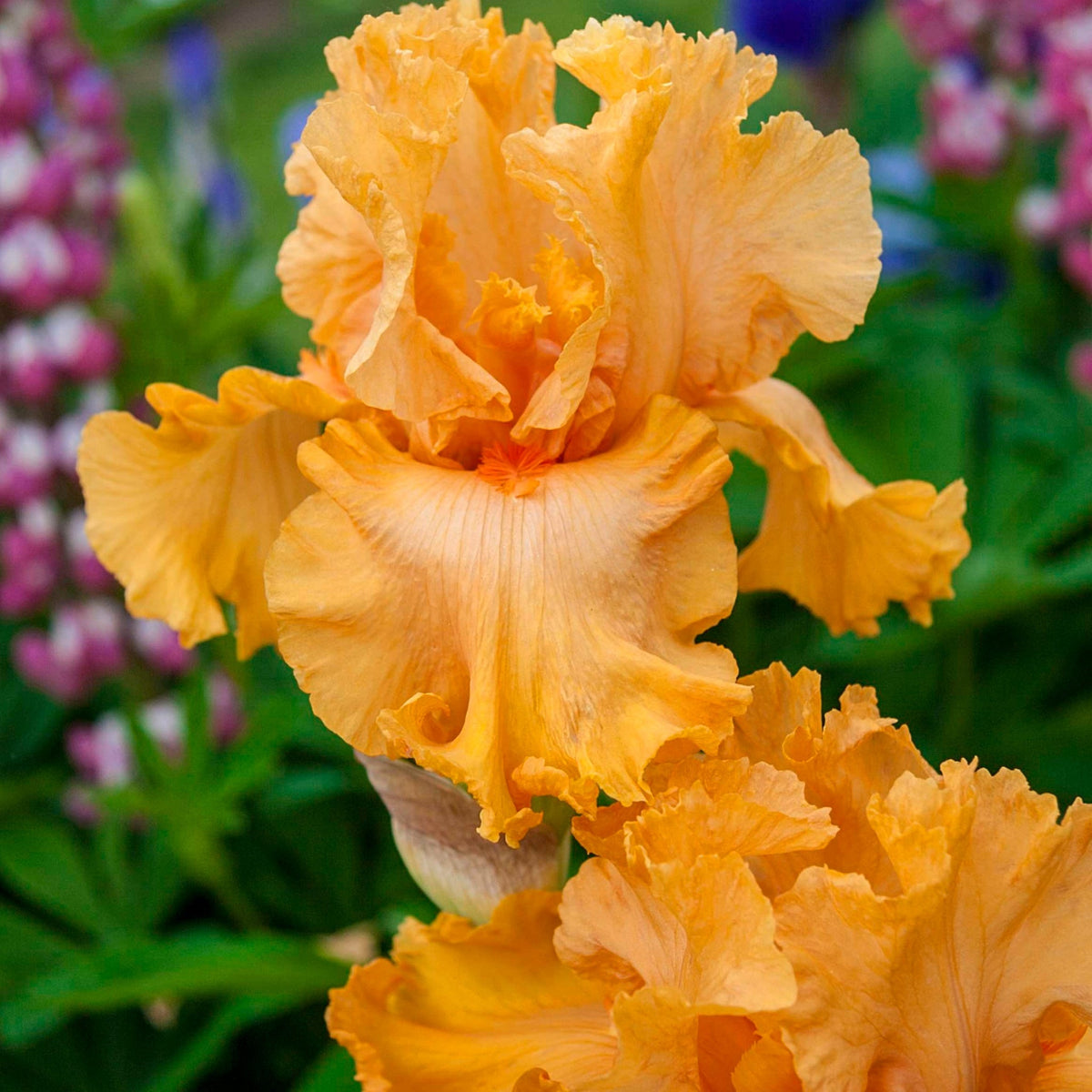 Orange King Bearded Iris