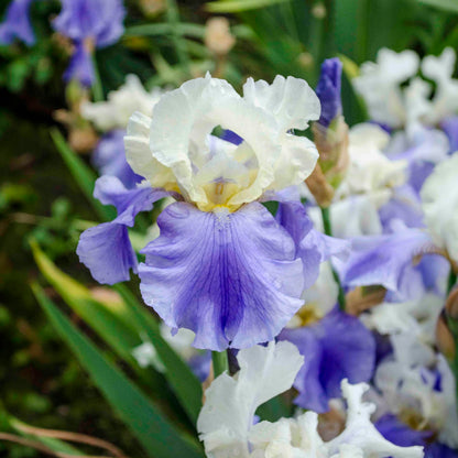 Stairway to Heaven Bearded Iris