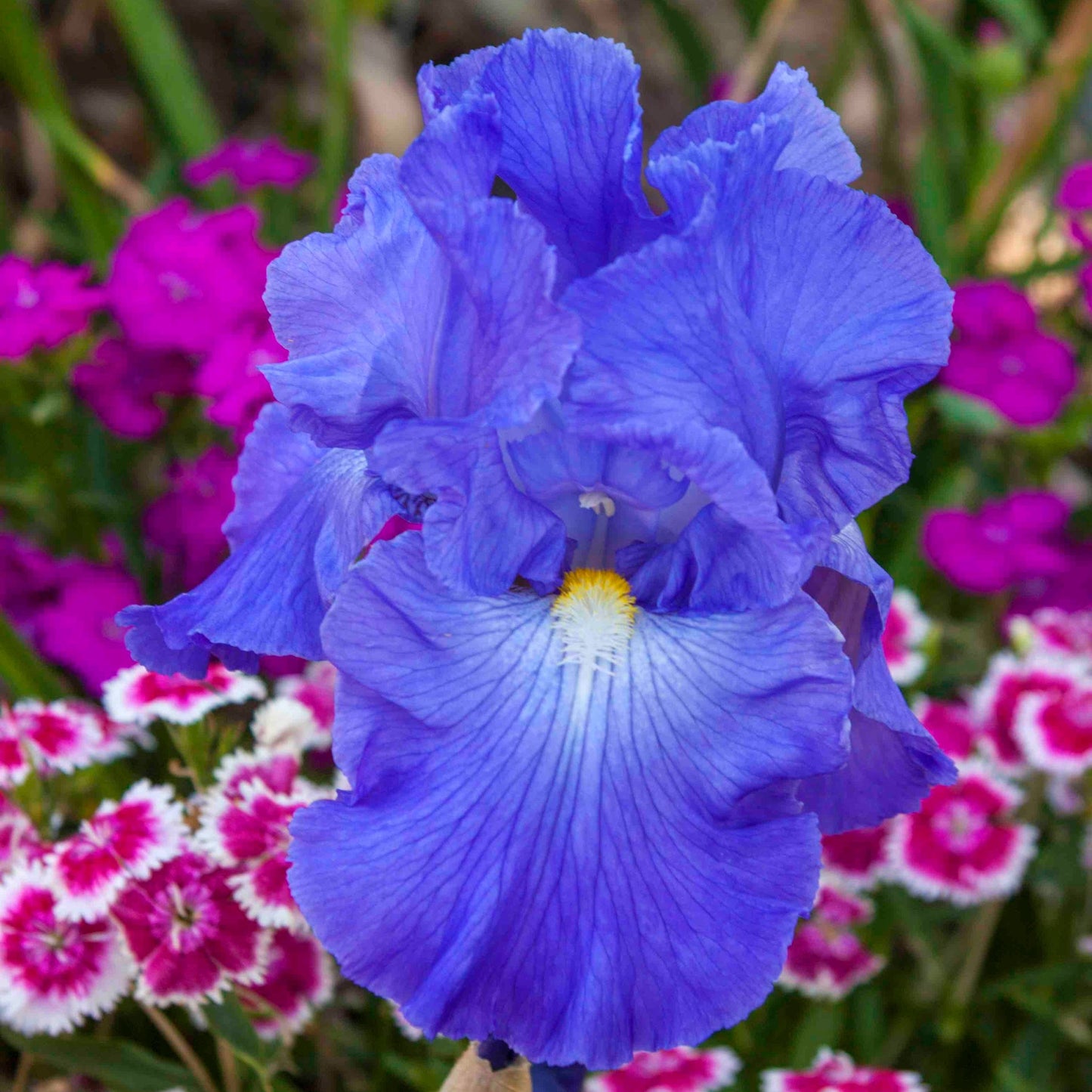 Victoria Falls Reblooming Bearded Iris