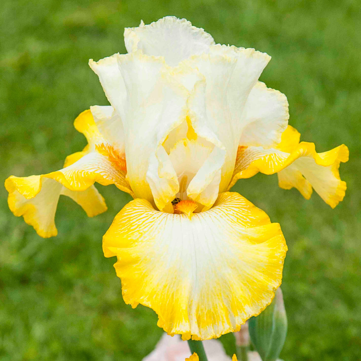 Zesting Lemons Bearded Iris