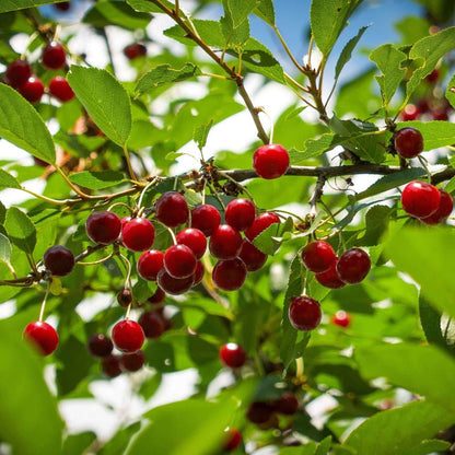 Romeo Cherry Tree