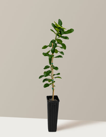 Makrut Lime Tree