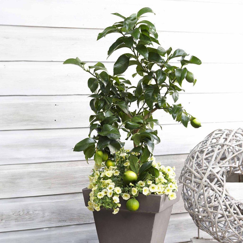 How to care for a Key Lime Bush