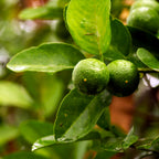 Key Lime Tree (FL)