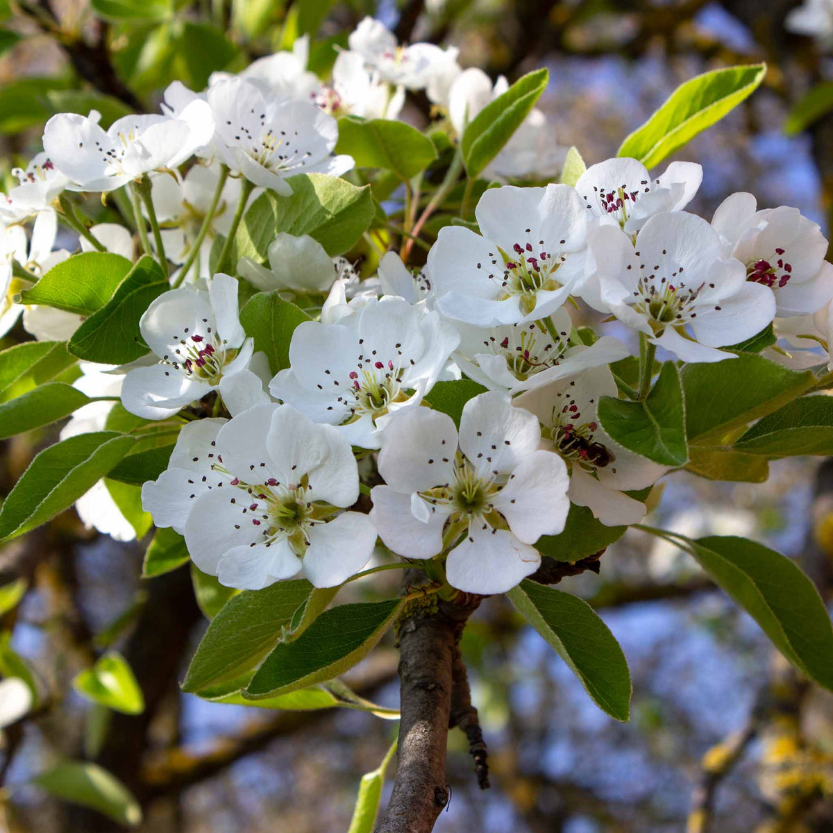 Kieffer Pear Tree | The Sill