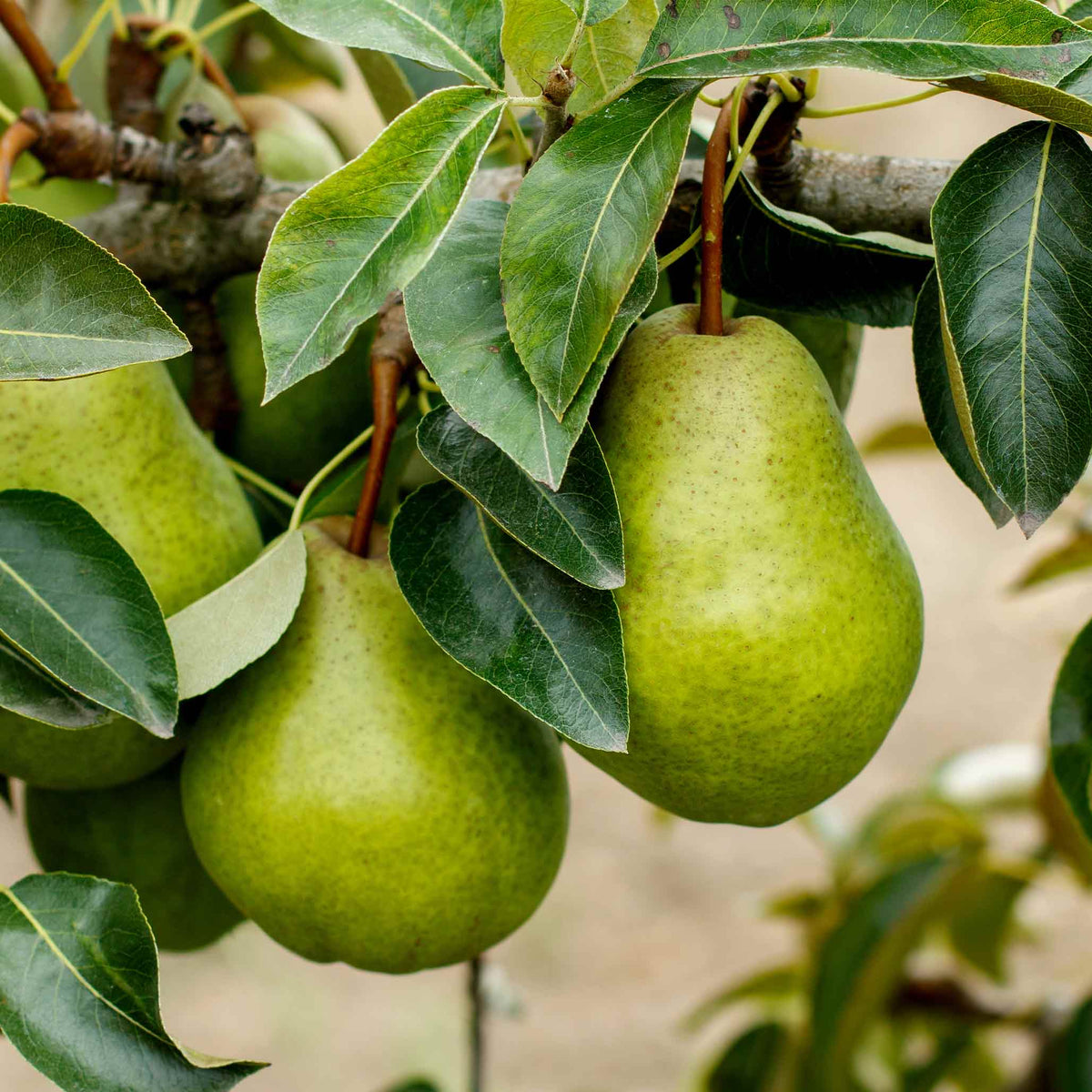 Kieffer Pear Tree | The Sill