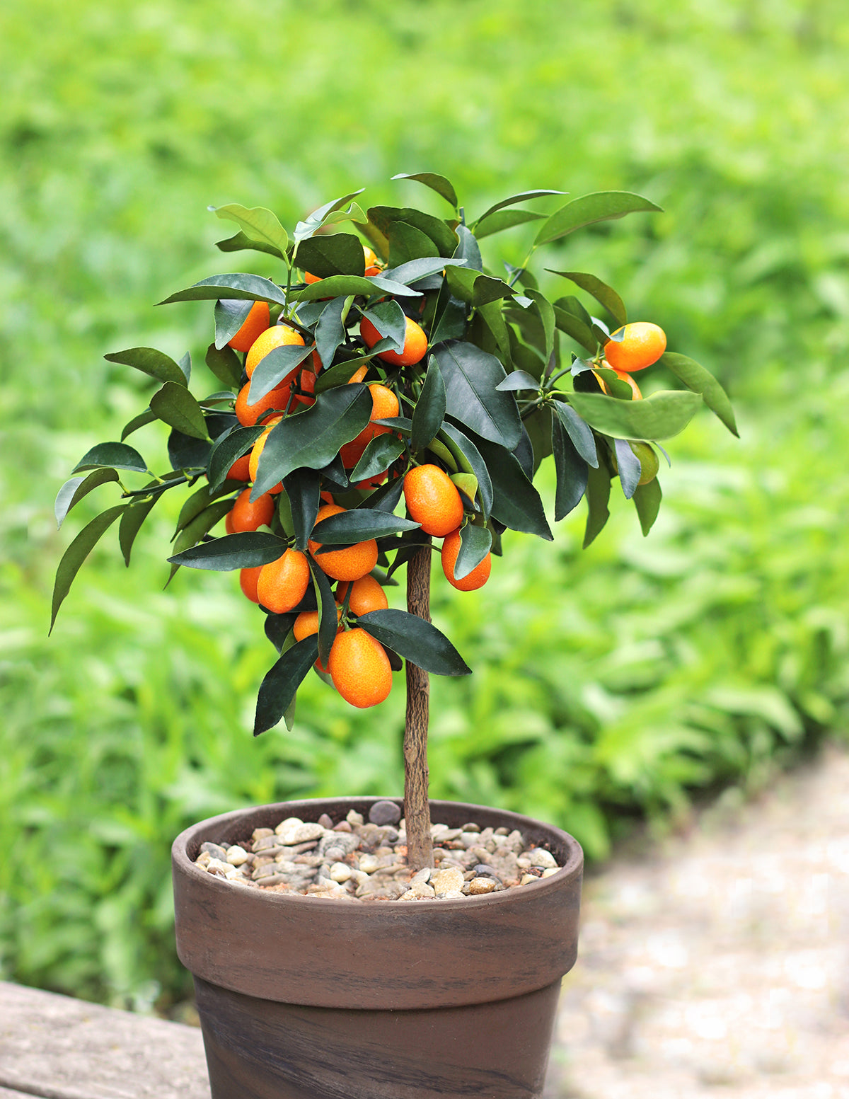 calamondin kumquat tree Fukushu Kumquat Tree