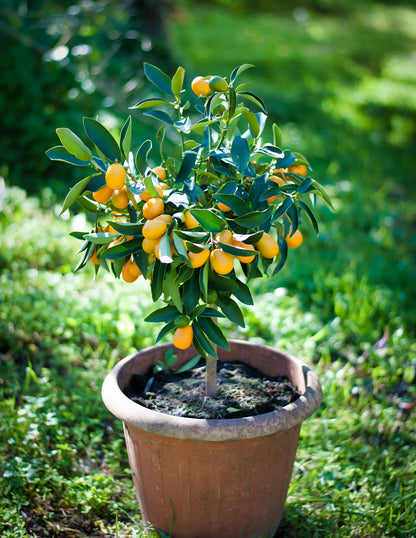 Fukushu Kumquat Tree